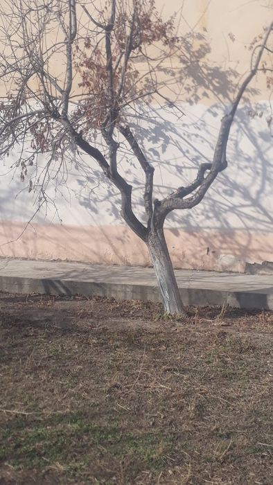 Деревья Один камаз