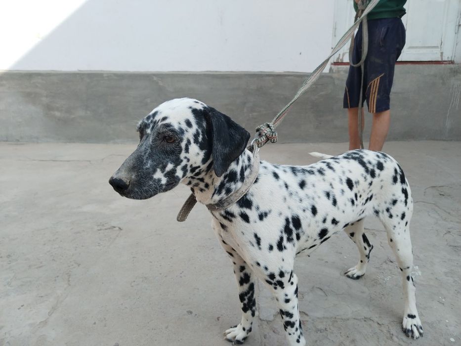 Далматин лақабли зоттор кучук сотилади.