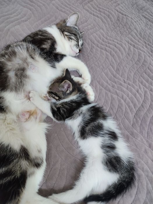 Продам красивых котят