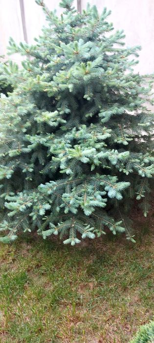 Арча  жуда чиройли буй 1м 50см  1м 70см. 2та