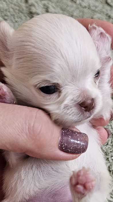 Продаётся Щенок чихуа хуа