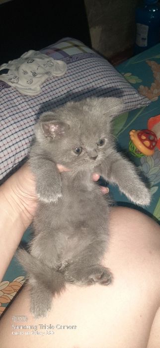 Продаются котята