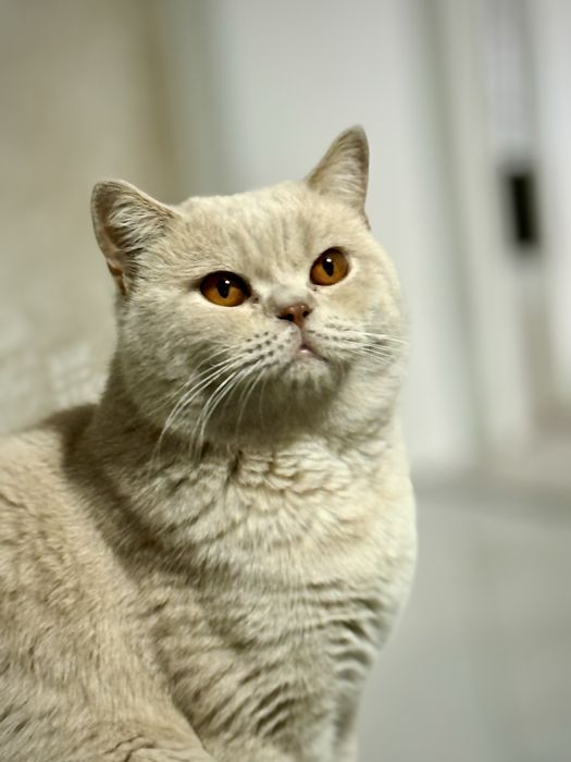 Продаётся британский короткошёрстный кот