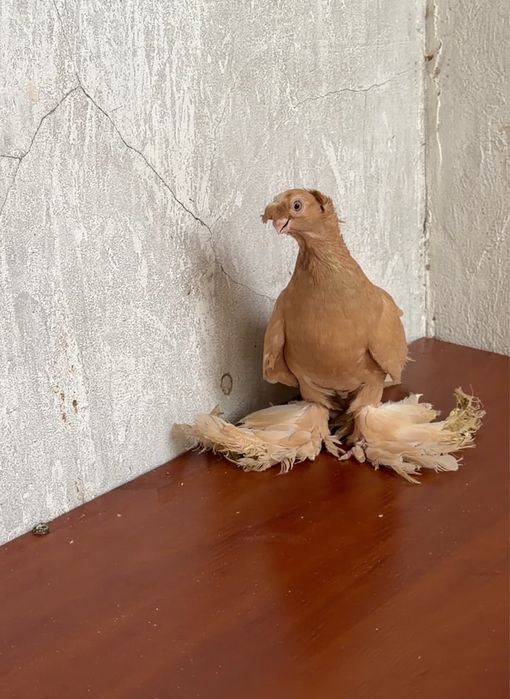 Продается голуби