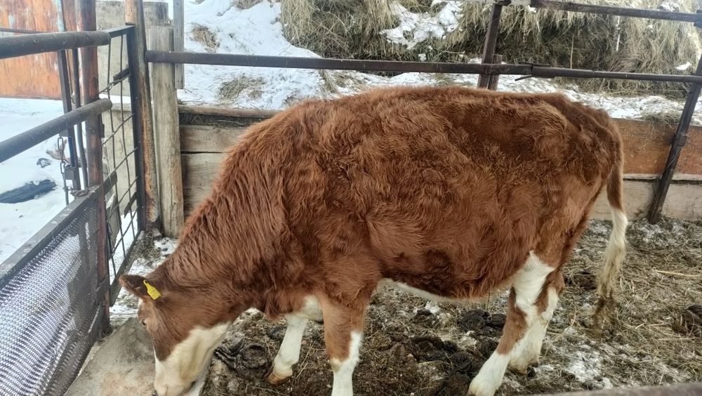 Дөнежін сатылады