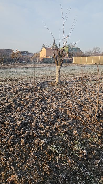 Închiriez în Timișoara teren intravilan