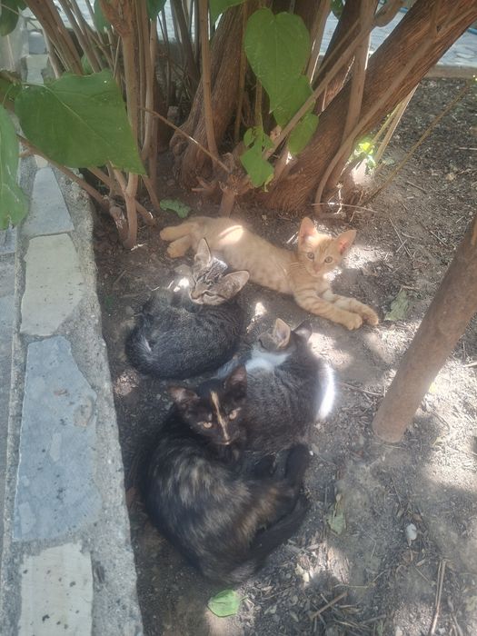 Котят отдам в хорошие руки