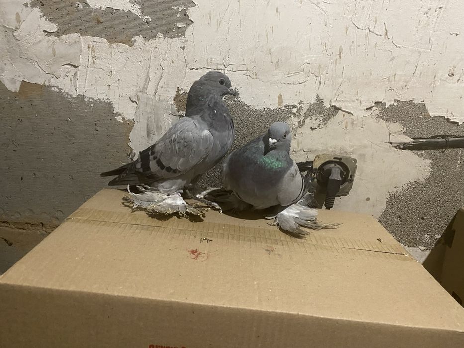 Продам голубей разные