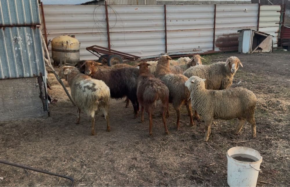 Кой сатылады 11 бас