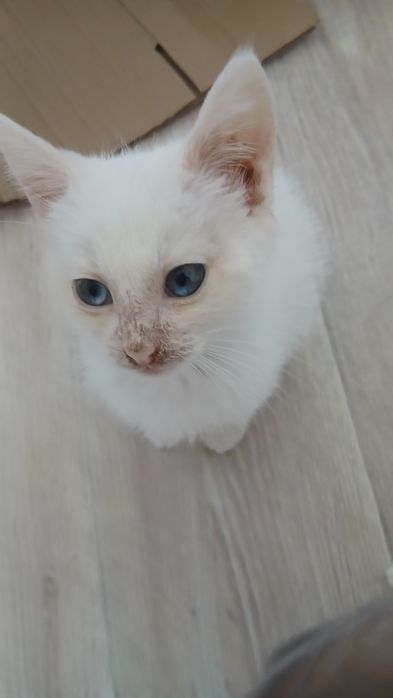 Отдадим котенка в добрые руки