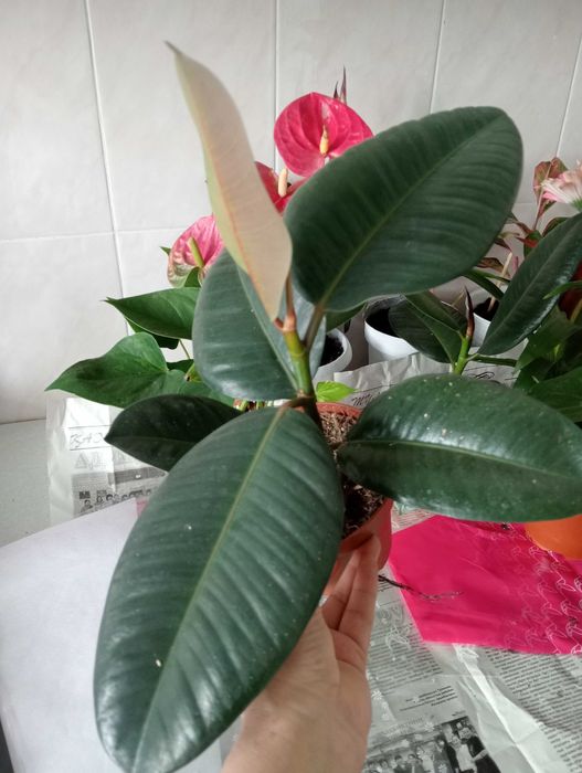 Красивые и Уютные Цветы Для Вас