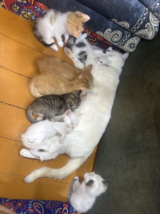 Mushuk, котики, отдаю срочно,