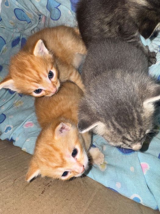 Отдам котят в хорошие руки