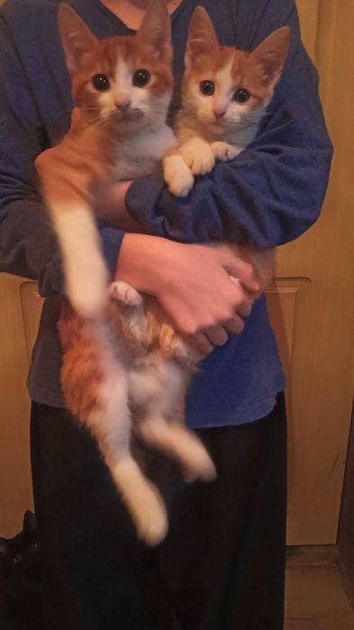 Отдаются котята.