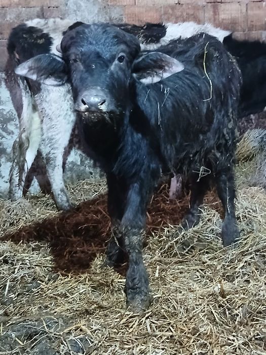 Vând tauras de 3 luni