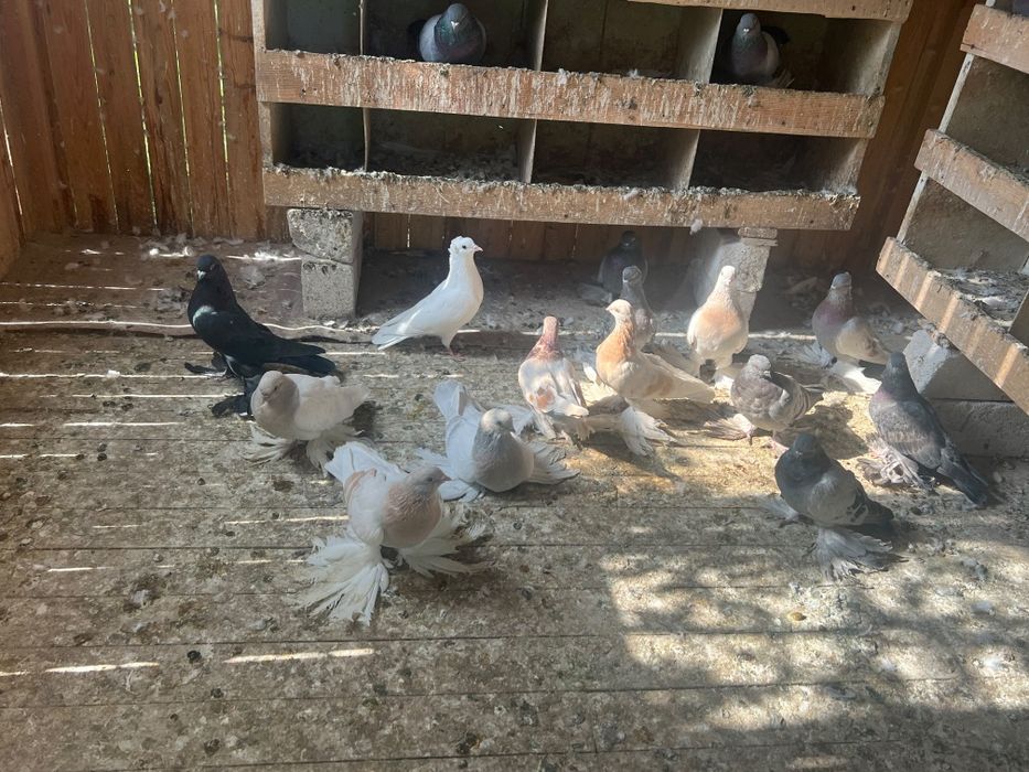 Продам домашних голубей