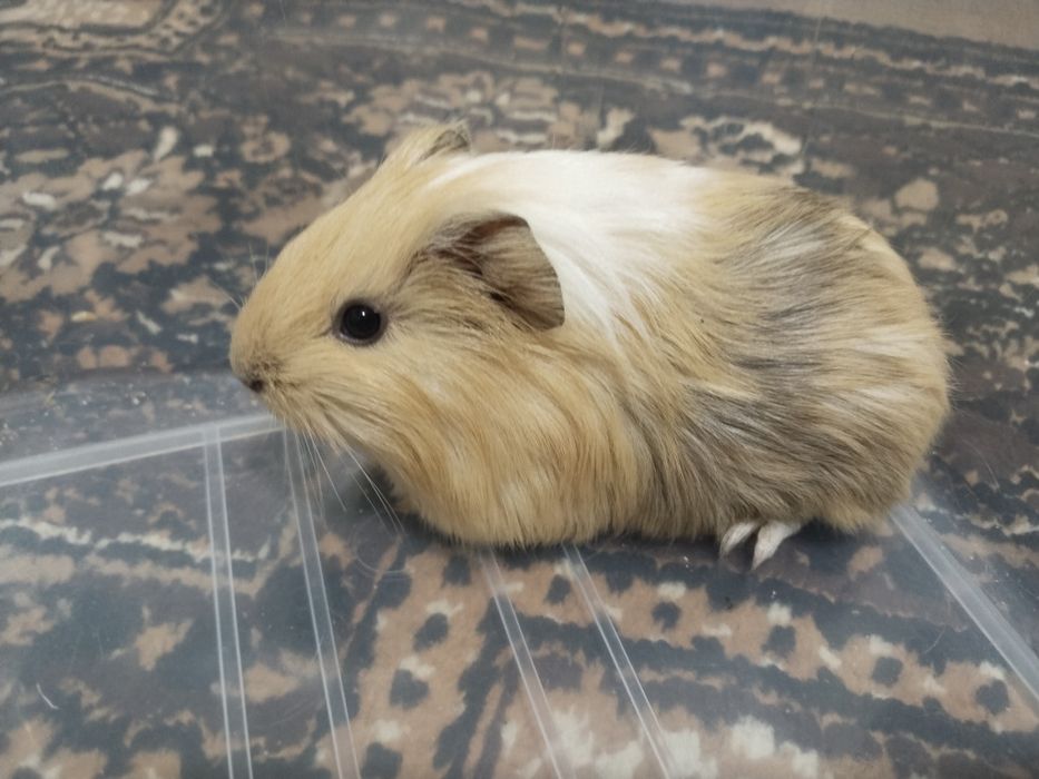 Dengiz cho,'chgalari sotiladi