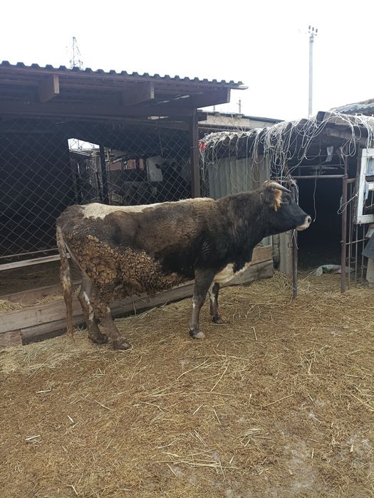 Крупно богатый скот.Корова