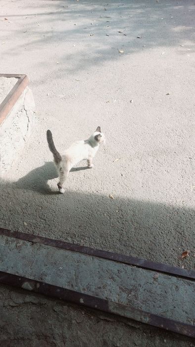 Котенок бесплатно