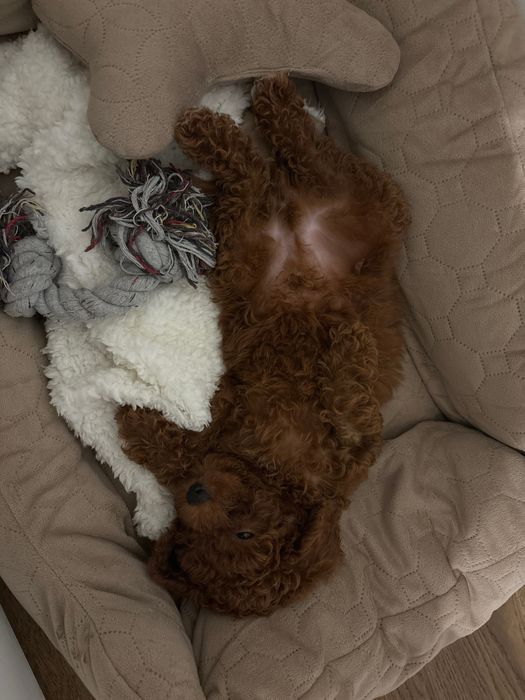 Poodle mini, pudel min, caniche mini red
