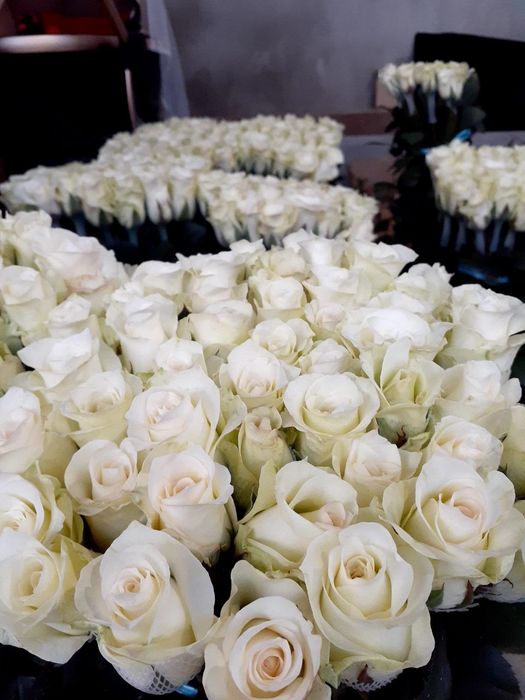 Atirgul ko'z ko'chatllariga zakaz olamiz Optom