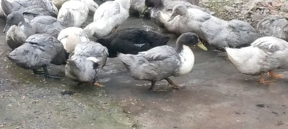 O‘RDAK SOTILADI

Uy sharoitida yaxshi pa