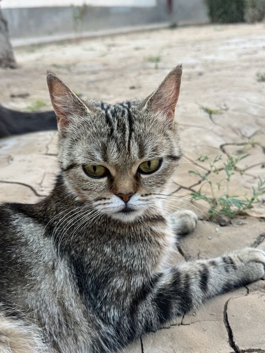 Skotish strayt bengal