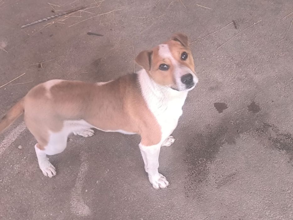 Собачка в отдам в хорошие руки