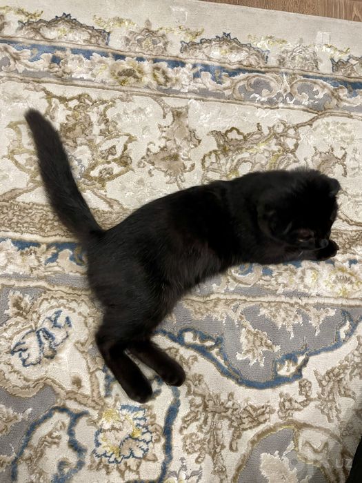 Продается  кошка