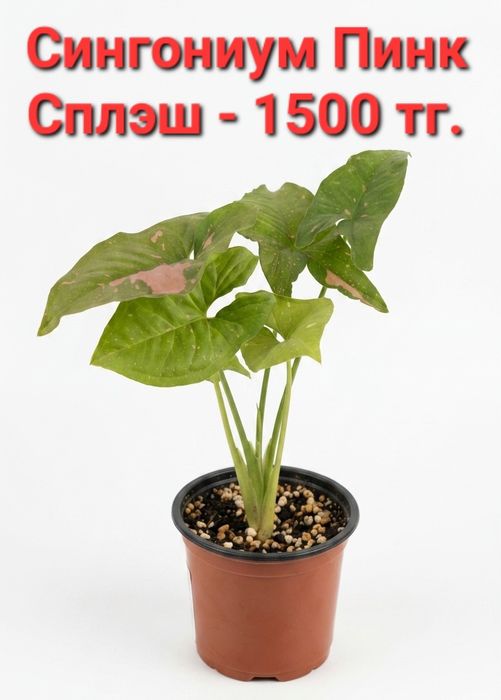 Распродажа!!! Комнатные растения разные