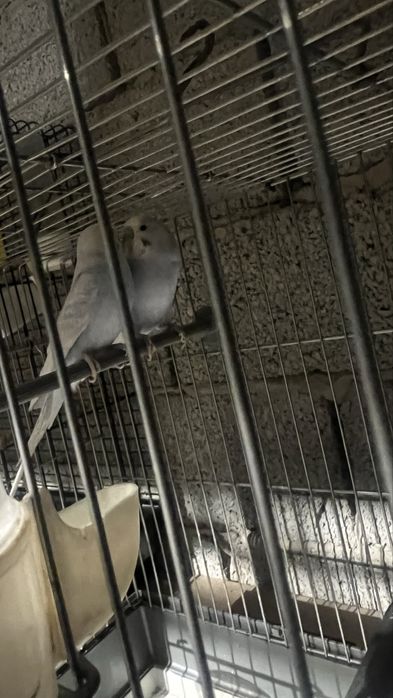 Попугай волнистые Пара