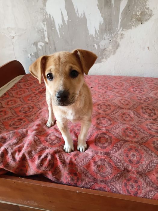 Щеночки в хорошие руки.