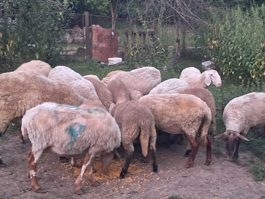 Vand oi metis sulfok si 2 oi bergamasc una fatata
