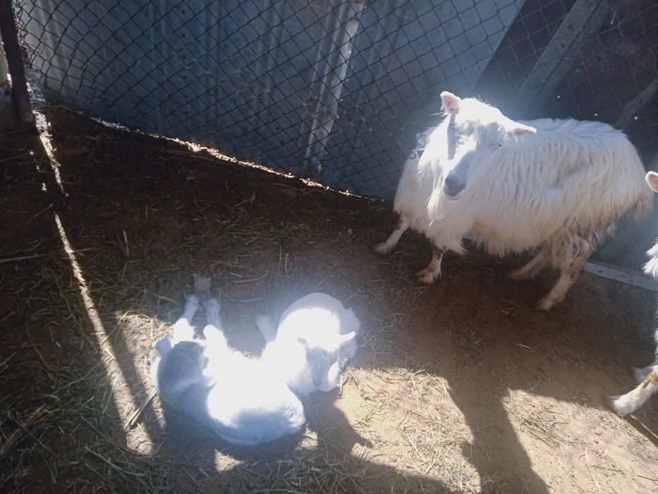 Продается дойная коза