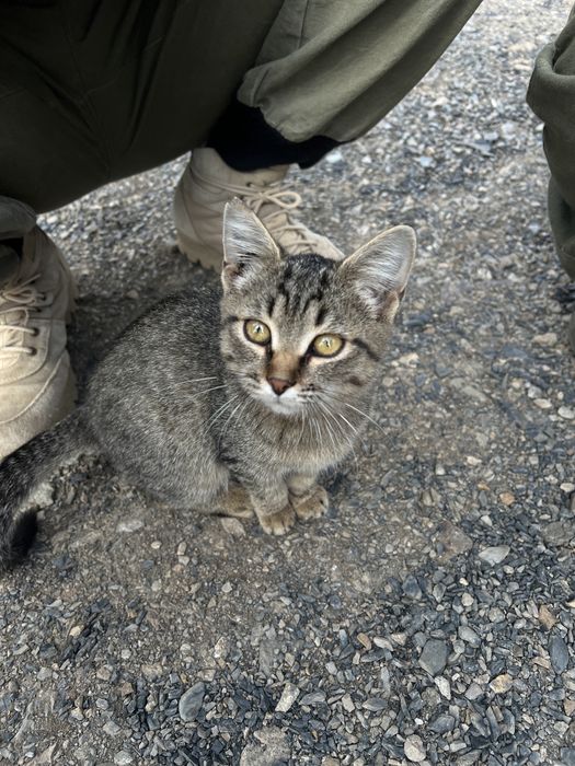 Котенок в добрые руки