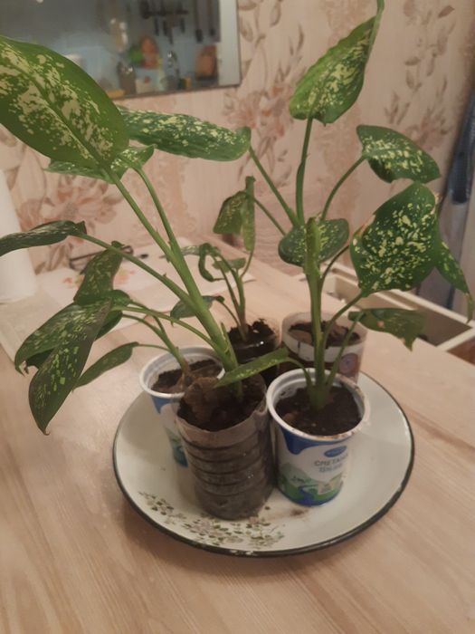 Дифенбахия .золотой ус