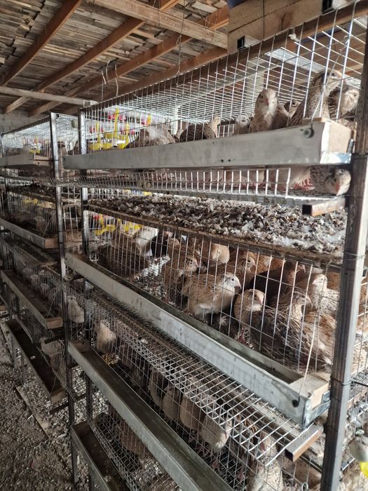 Клетка для перепелов Бөденеге клетка