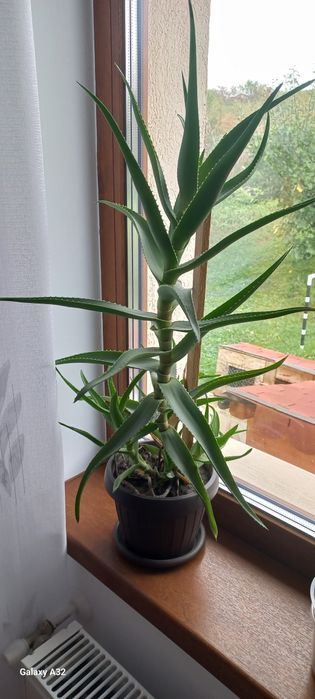 Vând plante aloe vera, avocado