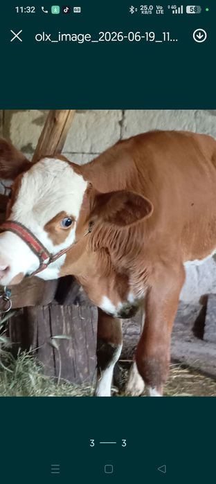 Vând 2 vițele ,una de 2 luni, și una de 2 săptămâni.