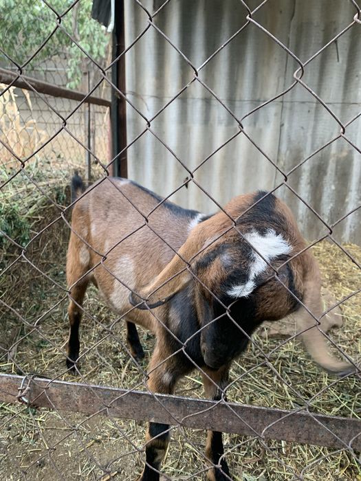 Англонубийский козел