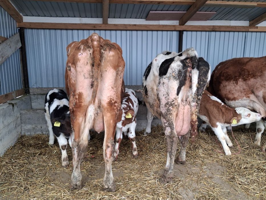 Vand 2 vaci cu lapte fara vitei fatat de 1 luna