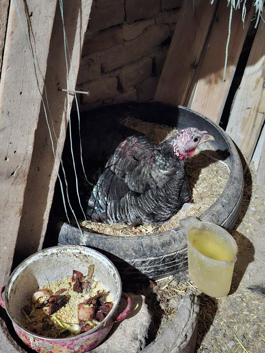 Indyuk kurka sotiladi sog'lom