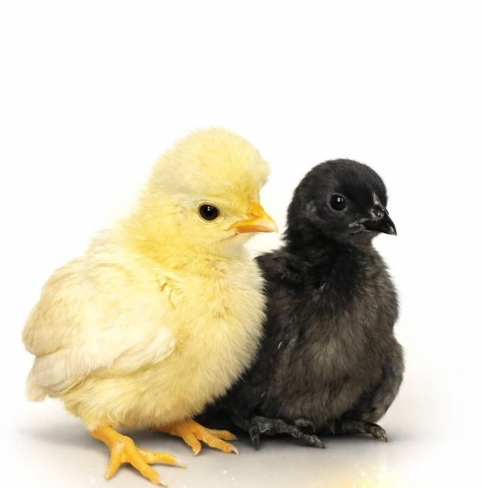 Oua pentru incubat Ayam gemani