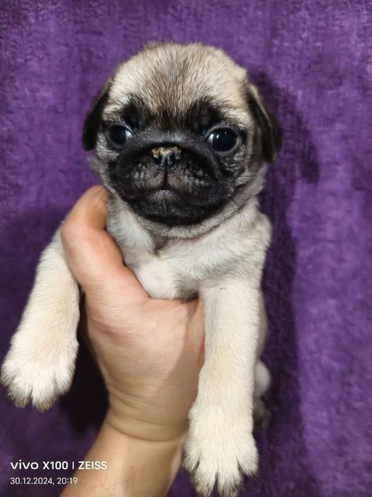 Очаровательные щенки мопса.