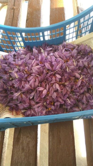 Продавам  Български шафран