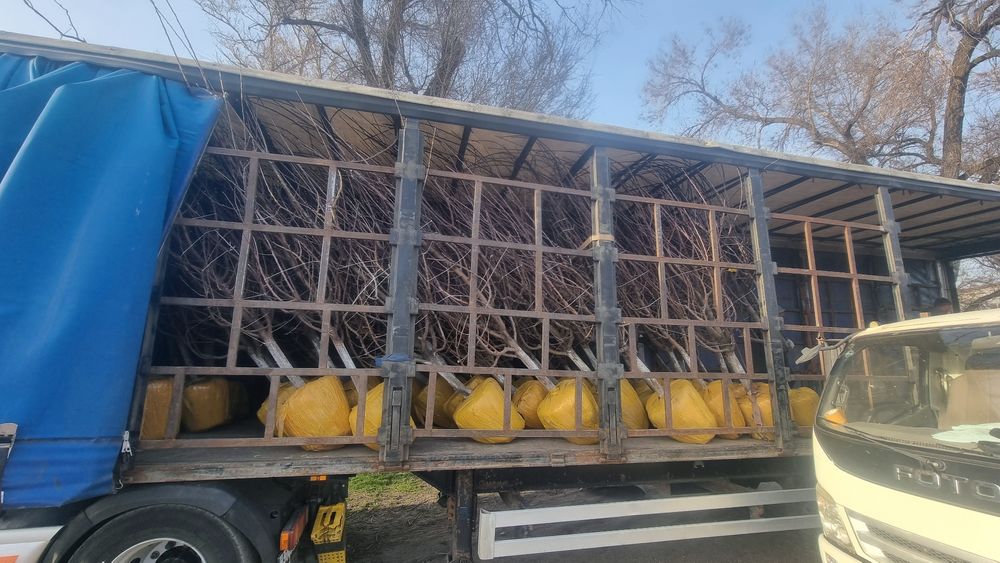 Яблони 7летки Мельба,американка ред кап уралочка