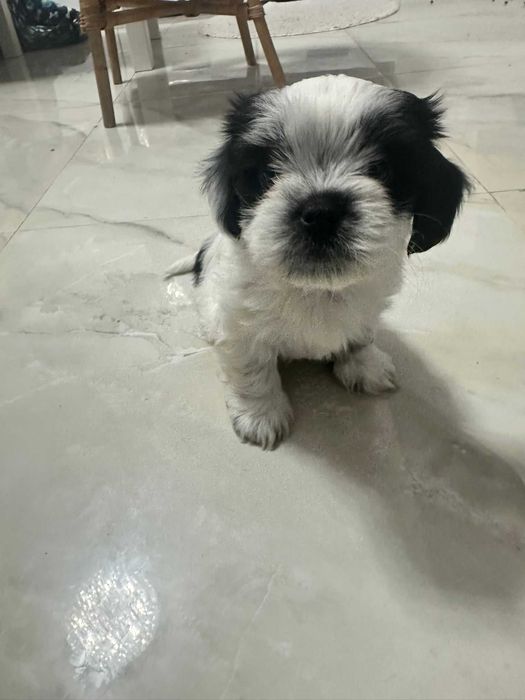 Shih tzu dragalas