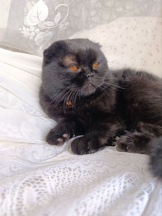 Пародистый Кот (1 год)