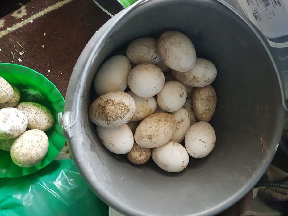 Vând Oua de Gasca/Gaste