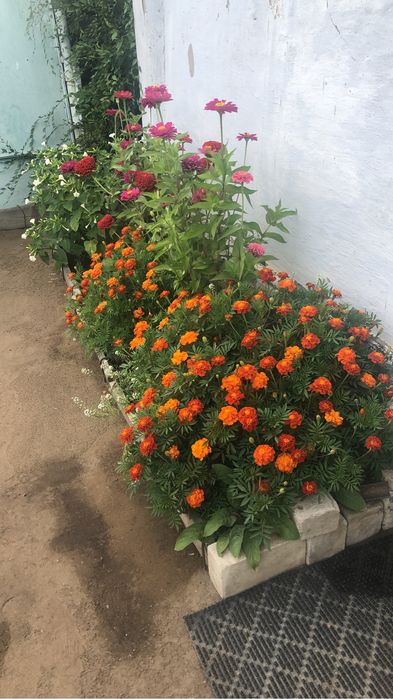 Картошка домашняя продам.